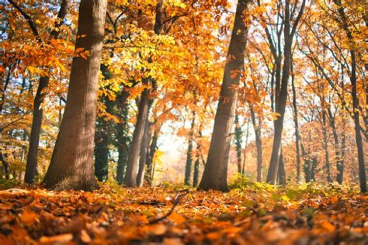 Autumn Falls