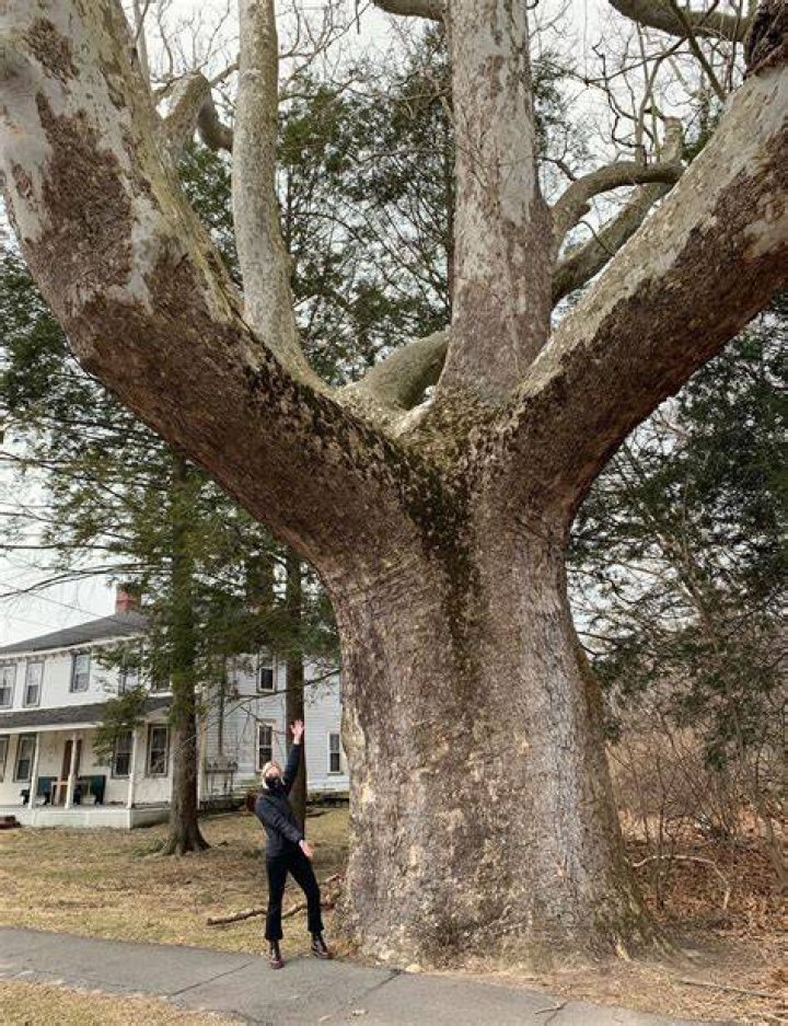 Tree Ma