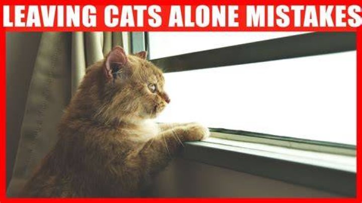 Why You Should Never Leave Your Cat Alone